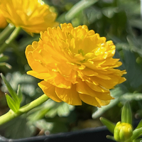 Ranunculus alpestris 'Flore pleno'